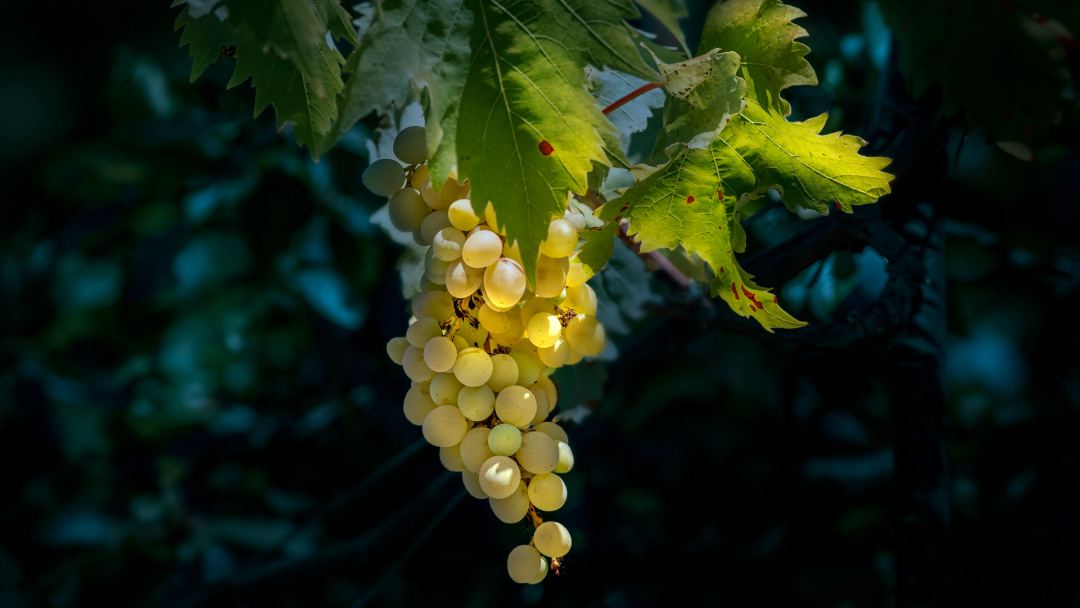 Campus Grapes: il primo vigneto urbano hi-tech al mondo nasce al Politecnico di Torino
