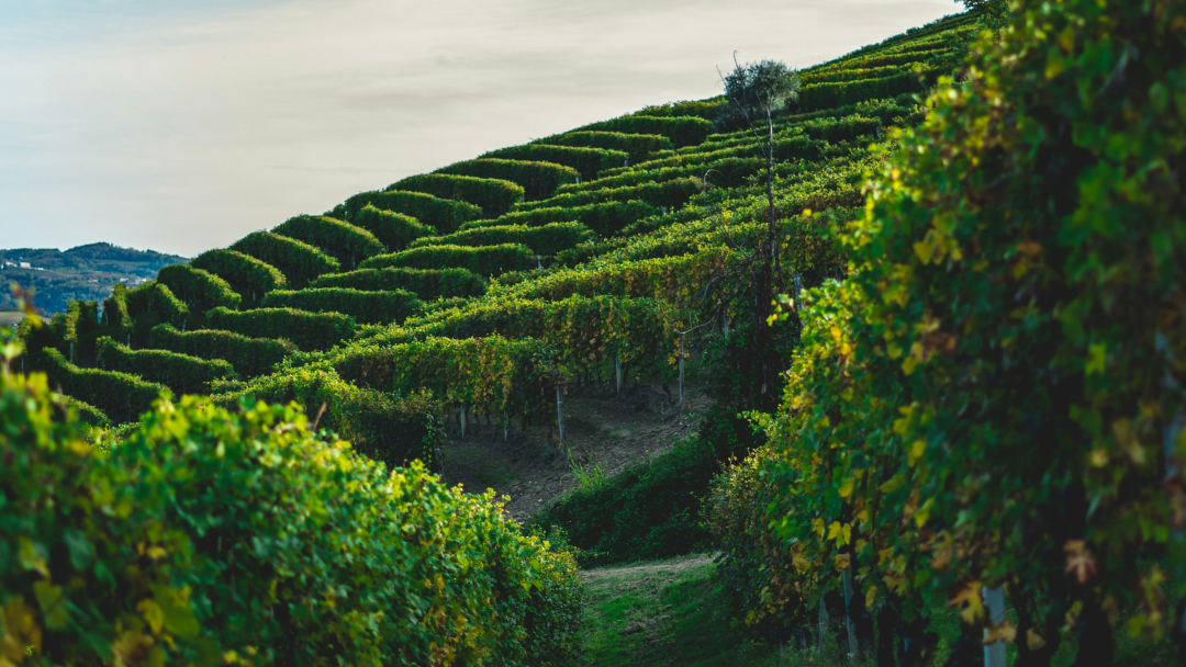 European green light to increase funds for agricultural innovation in Piedmont to 10.2 million